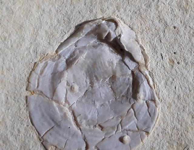 Terebratula sp. MUELLER 1776 - Bild © FossNet FossilienStore